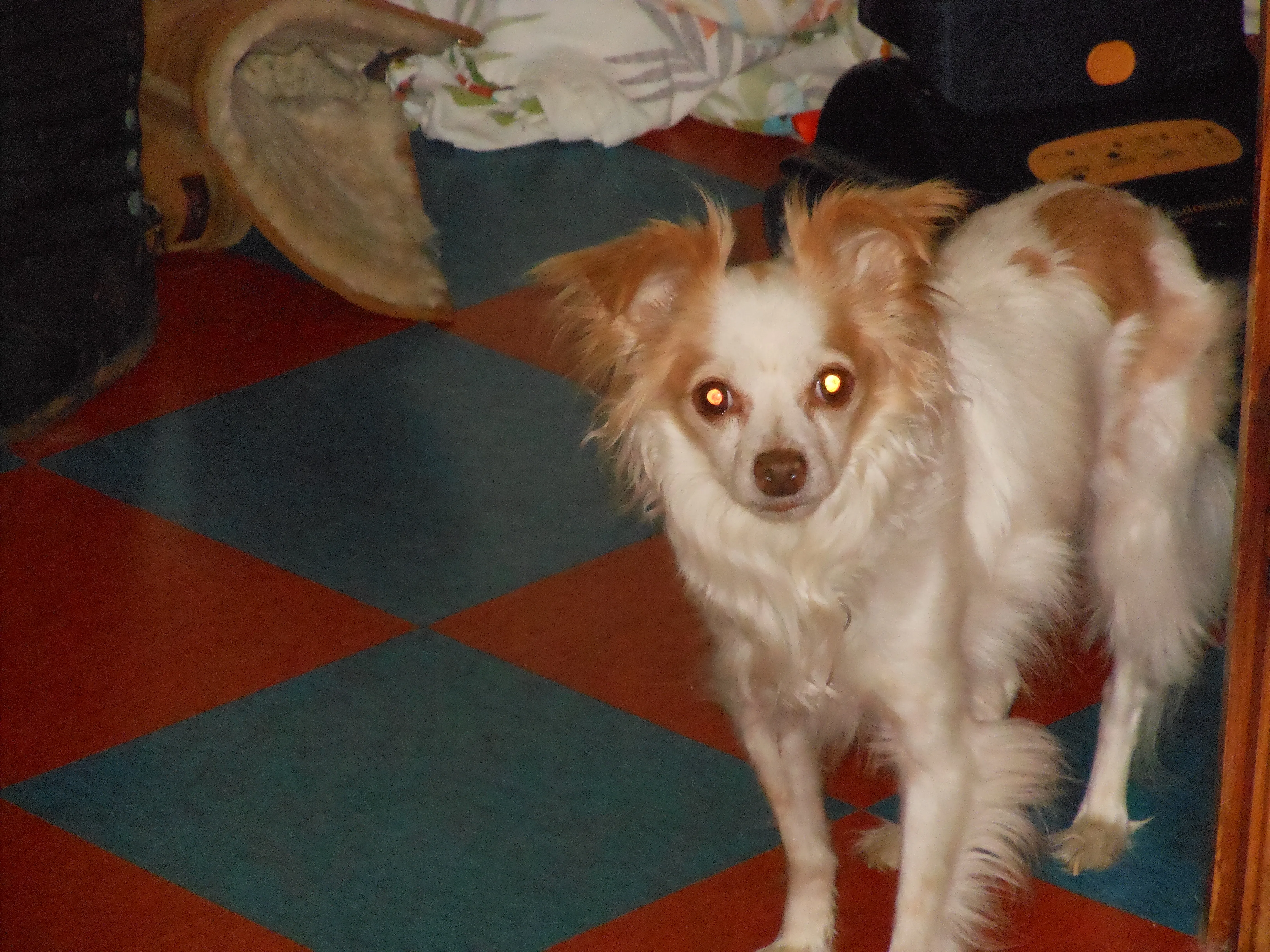 Hank, a long-haired chihuahua